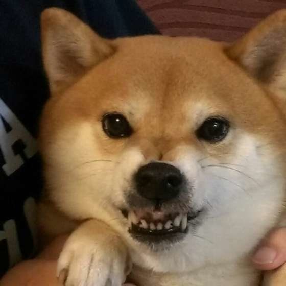 ドアップムキ顔