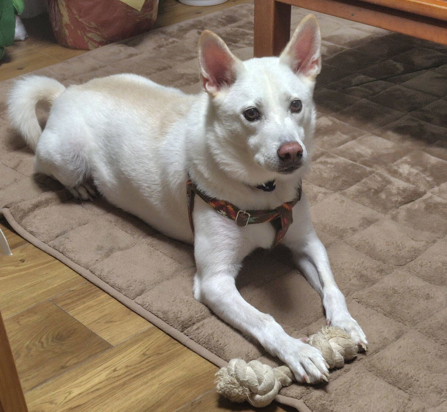 フセをするクーちゃん