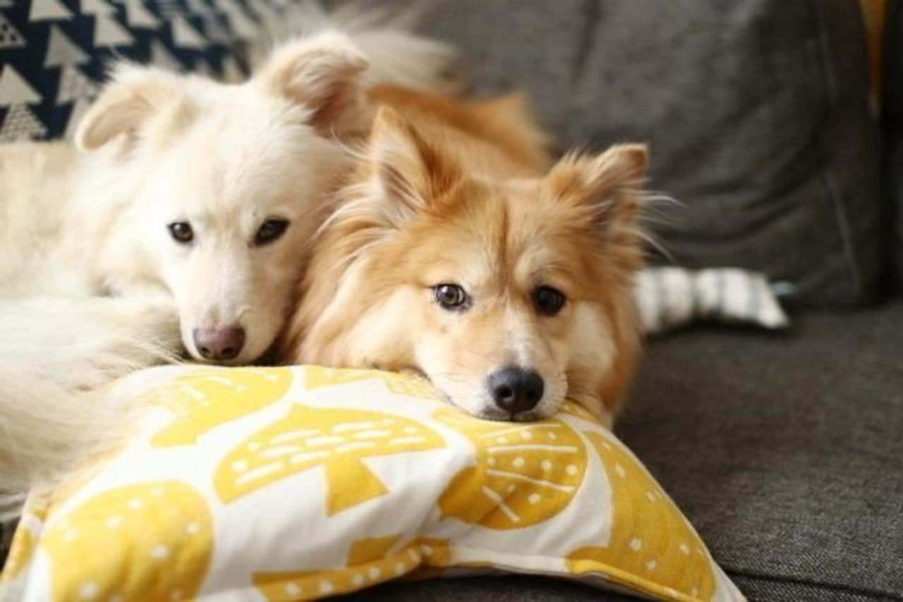 特別編 夢の実現と予想外のアクシデント 1 穴澤賢の犬のはなし いぬのきもちweb Magazine 特別編 夢の実現と予想外のアクシデント 1 穴澤賢の犬のはなし いぬのきもちweb Magazine