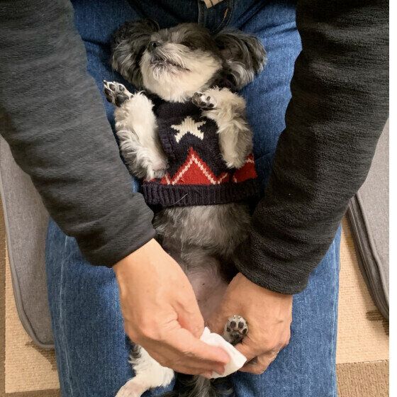 足を拭かれる犬