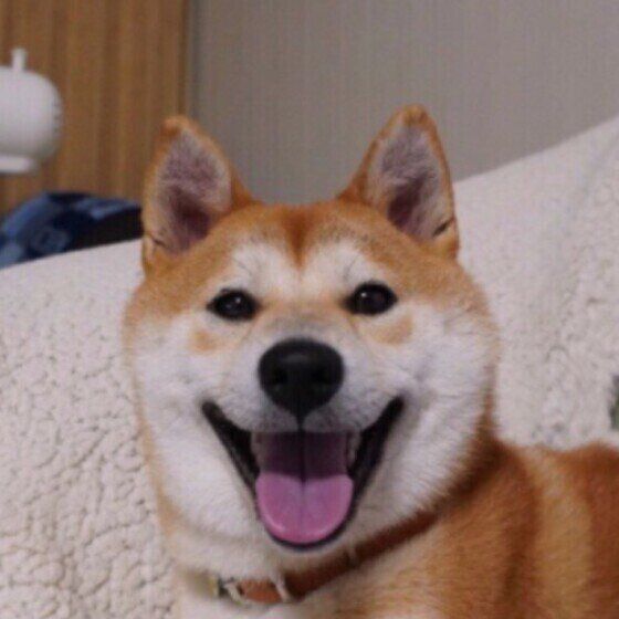 柴犬のコロンちゃん