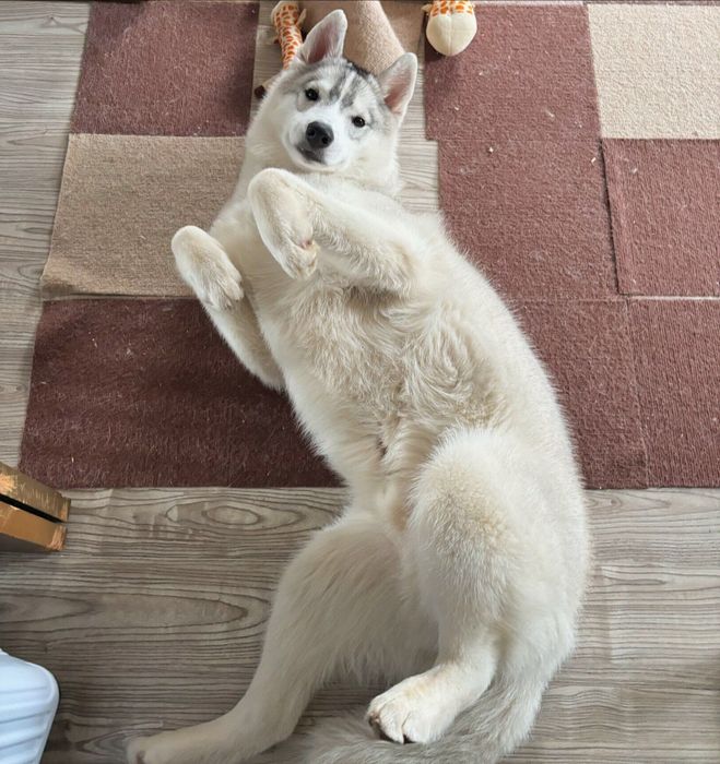 寝転がる福丸くん