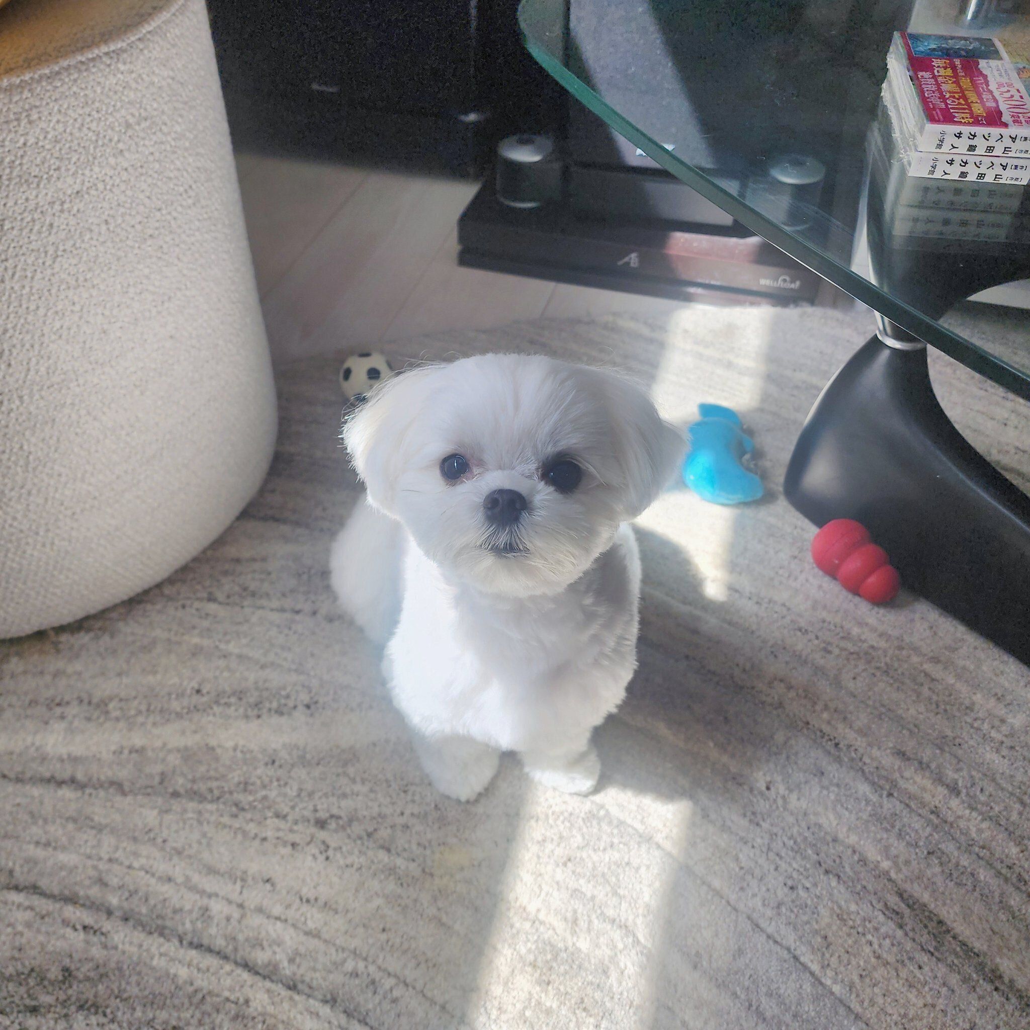 飼い主さんをかわいく見つめる様子