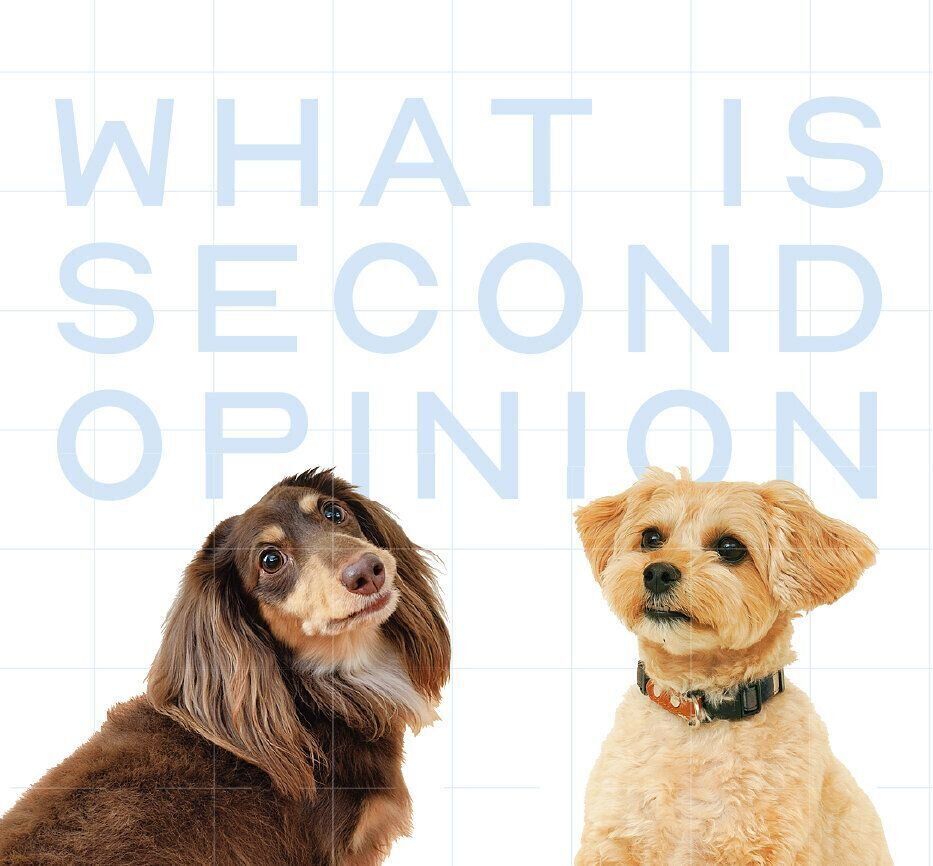 セカンドオピニオンについて詳しく知ろう