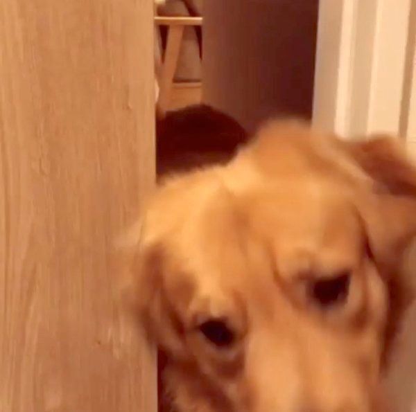 雑巾を手に入れるため必死になるモッシュくん