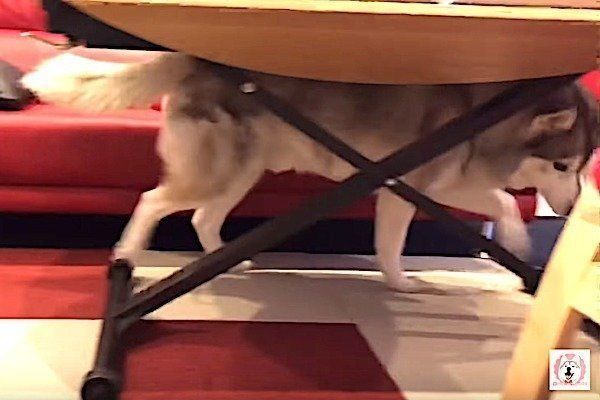 おもちゃの鶏に驚くシベリアン・ハスキー