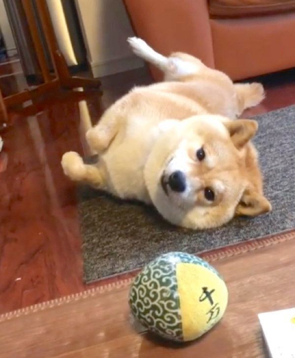 背中におもちゃを隠す豆柴