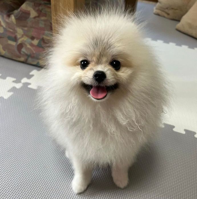 サロンで初シャンプーをしたしらすちゃん