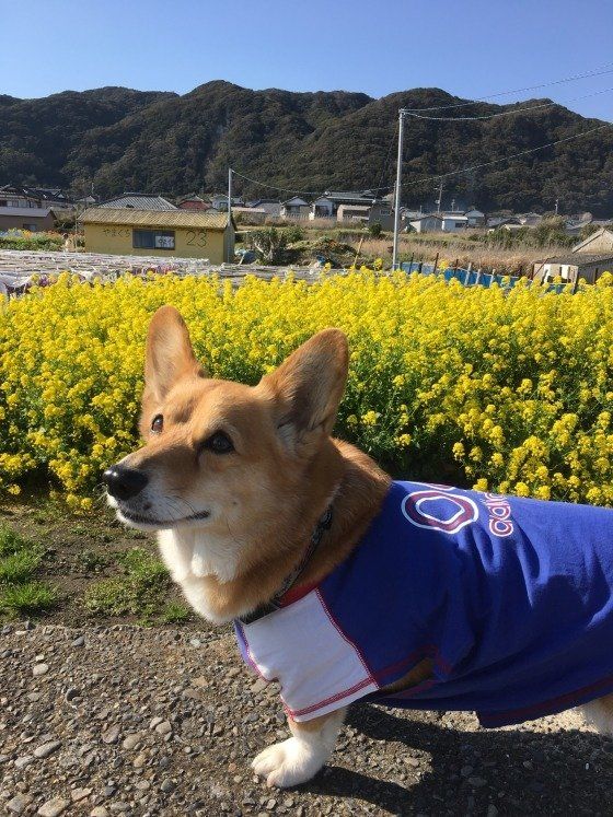 散歩をしているウェルシュ・コーギー・ペンブローク