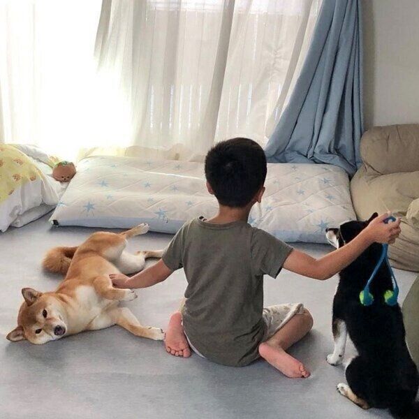 息子くんにマッサージしてもらう桜ちゃんと、なでられ待ちの椛ちゃん