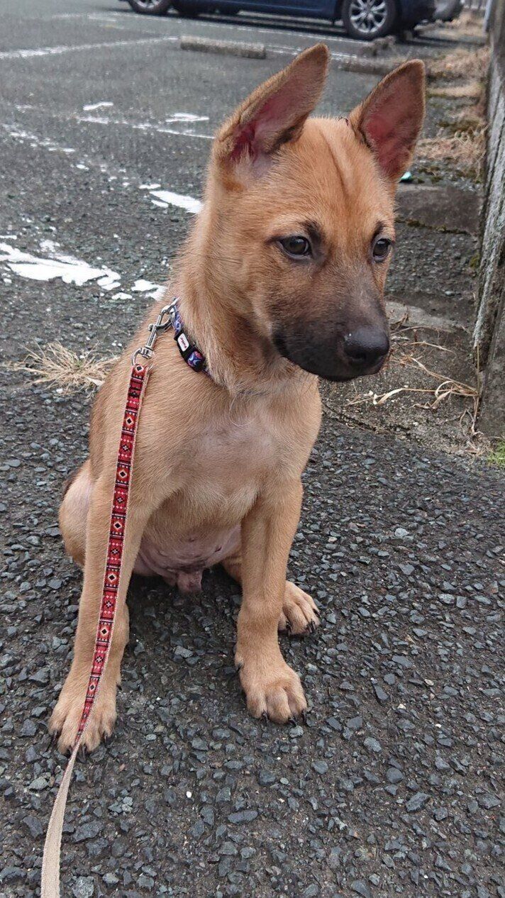 お散歩中に座っている様子の犬