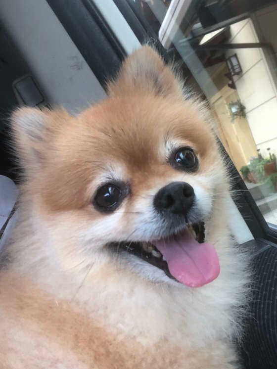 振り返って舌を出しているポメラニアン