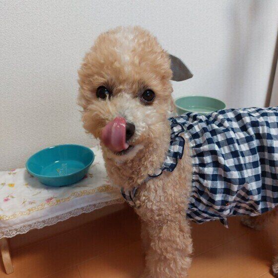 ゴハンを完食したハービーくん