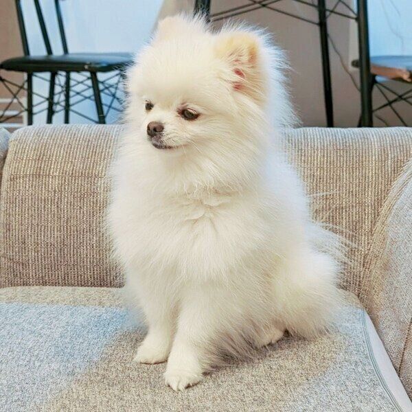 飼い主さんの遊びの誘いにそっぽを向くこめたくん