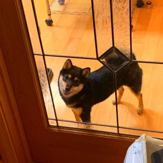 見つめる柴犬