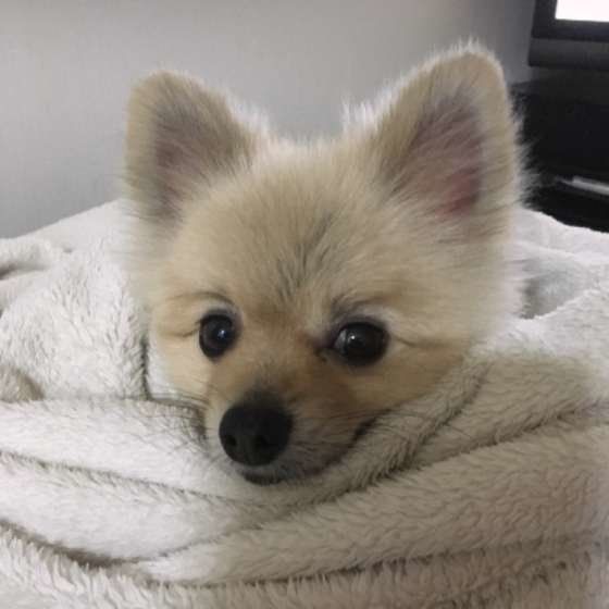 毛布に包まれるポンスケちゃん