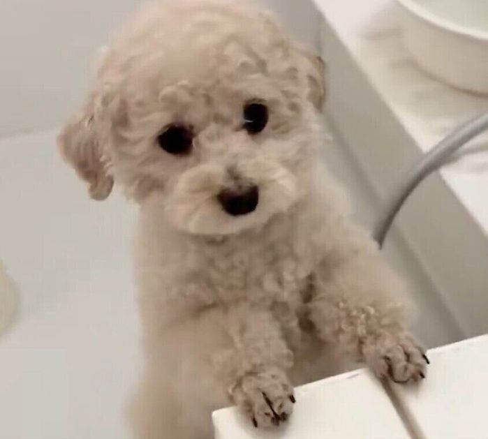 お風呂に入りたがっているトイ・プードル