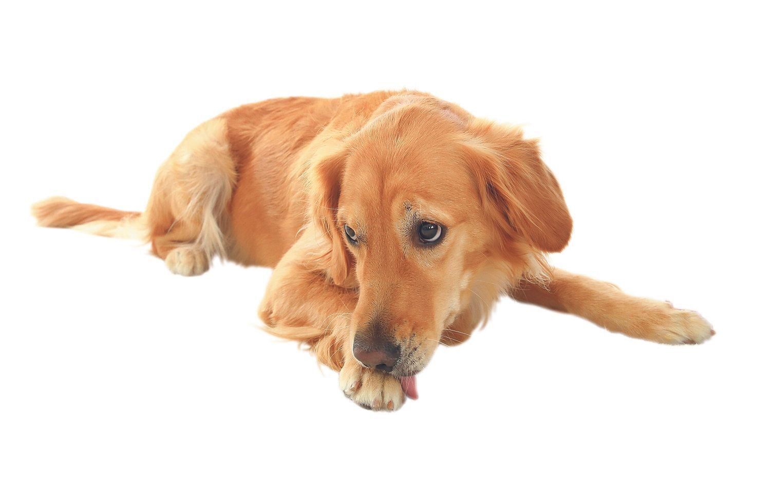 不安や恐怖心があると、足先や足裏をなめ続けることも