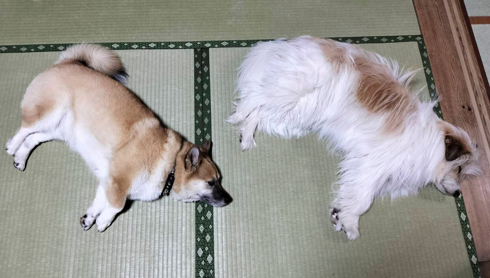 同居犬と一緒に寝転がるアルナちゃん