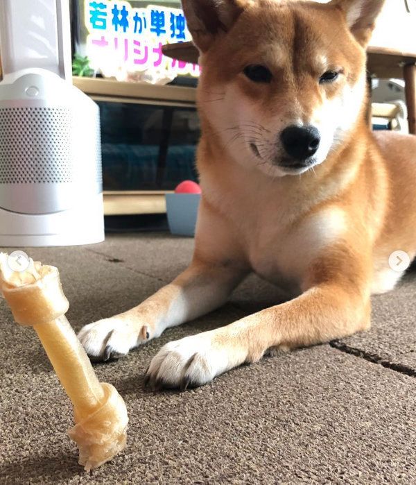 柴犬のLanaちゃん