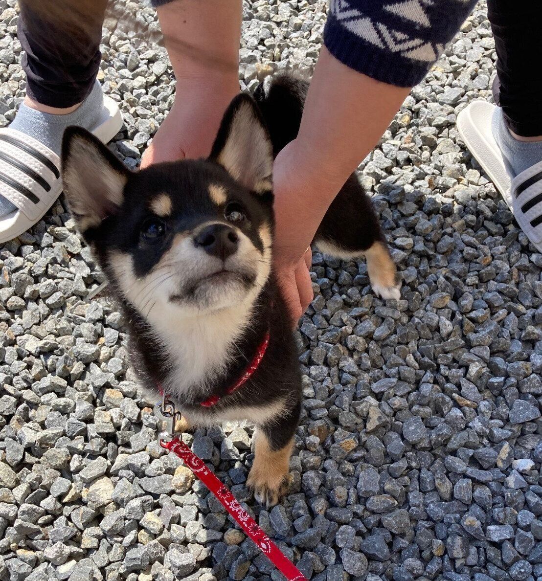 散歩をするみかんちゃん