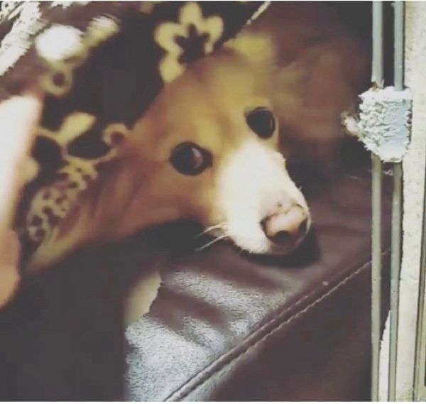 布団にこもる犬