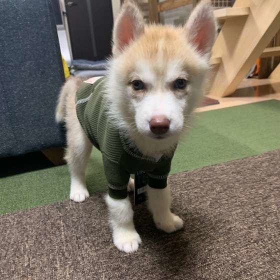 見つめるシベリアン・ハスキー