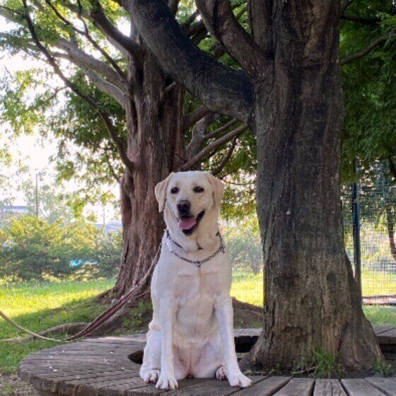 木の下でオスワリするラブラドール・レトリーバー