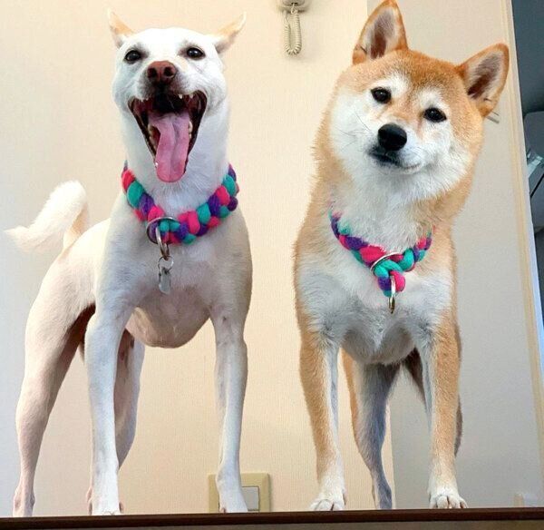 天使の段ボール時代 からは想像できない 柴犬の成長ビフォーアフターにギャップ萌え いぬのきもちweb Magazine