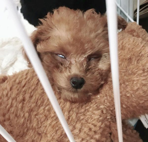 白目むいて爆睡するタイニープードル