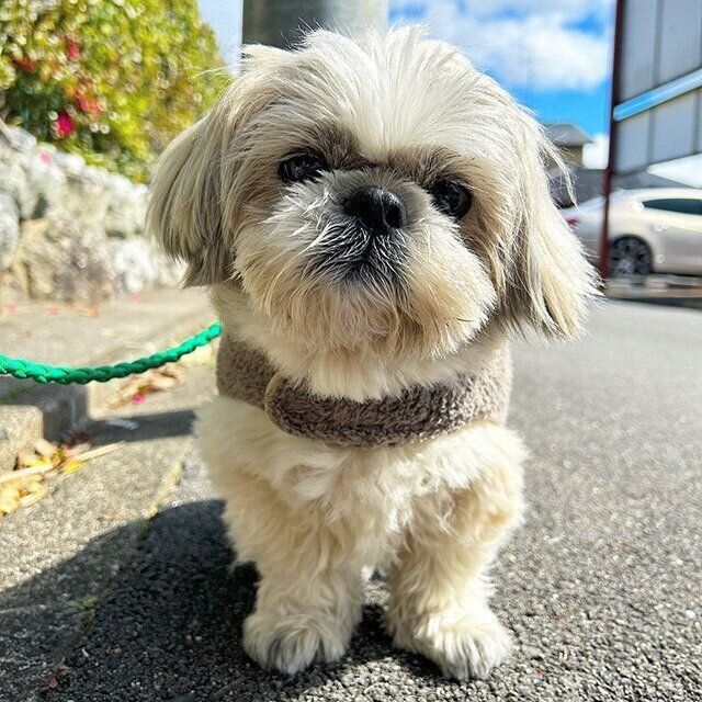 シーズー犬マンガてんぽshihtzu