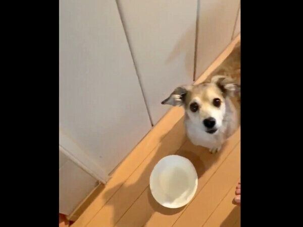 おかわりアピールをするモコナモドキくん