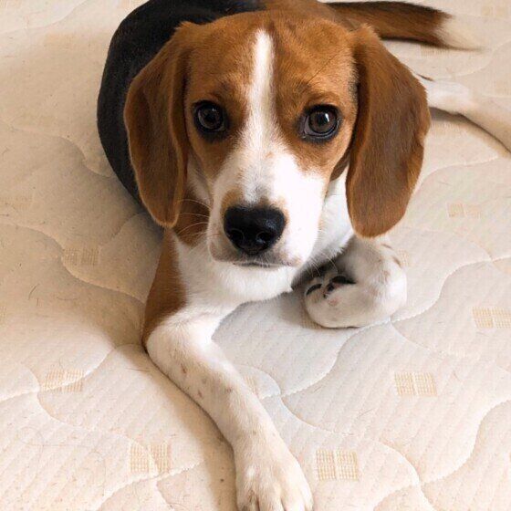 ビーグルのアンちゃん