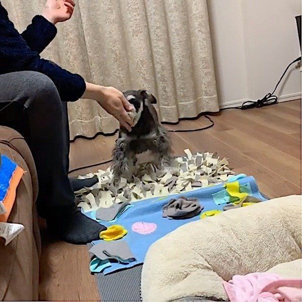 新技を披露するミニチュア・シュナウザー