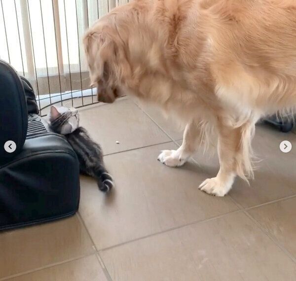 あずきくんを見守るベガちゃん
