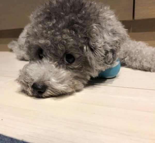 見つめるぴのちゃん