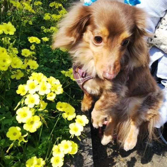 お散歩中のミニチュア・ダックスフンド