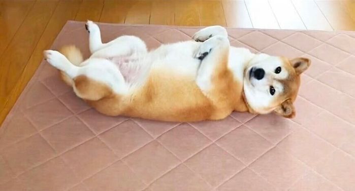 ヘソ天するももちゃん