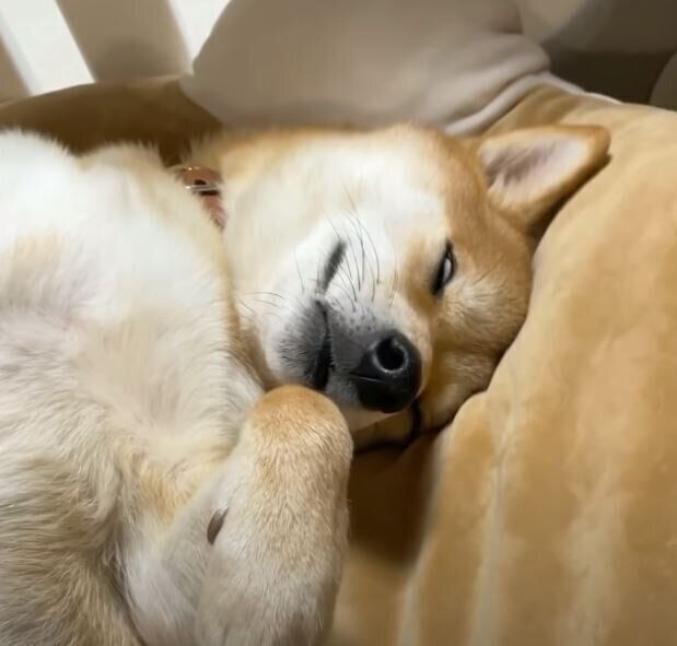 白目を剥く柴犬