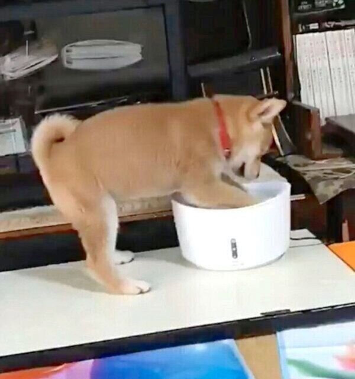 柴犬の子犬に 自動給水器 を与えた結果 予想外すぎる使い方を 愛らしい行動にほっこり いぬのきもちweb Magazine 柴犬の子犬に 自動給水器 を与えた結果 予想外すぎる使い方を 愛らしい行動にほっこり いぬのきもちweb Magazine