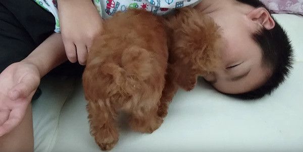 坊やとトイ・プードル