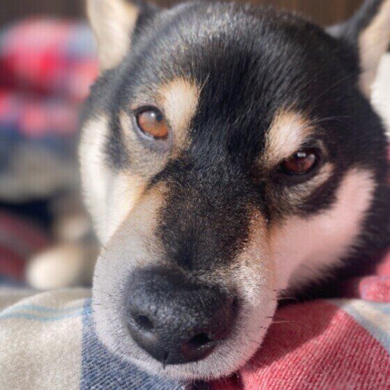 毛布の上に顔を載せてちょっと虚な表情の柴犬（目が茶色）の顔ドアップ