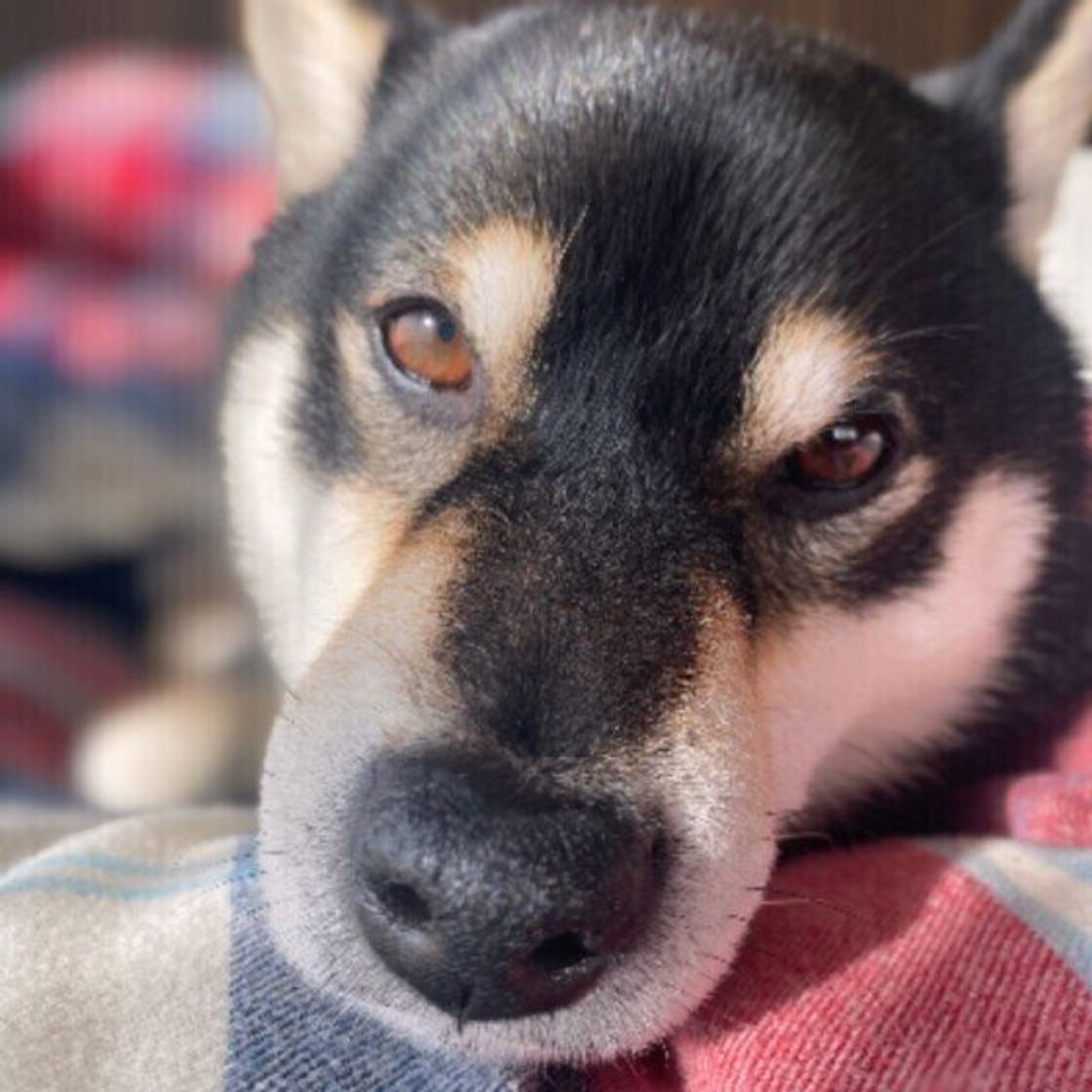 獣医師監修 犬にとうもろこしを与えるときは注意が必要 与えるメリットとデメリットを解説 いぬのきもちweb Magazine 獣医師監修 犬にとうもろこしを与えるときは注意が必要 与えるメリットとデメリットを解説 いぬのきもちweb Magazine