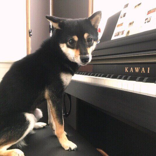 ピアノの前に座る柴犬