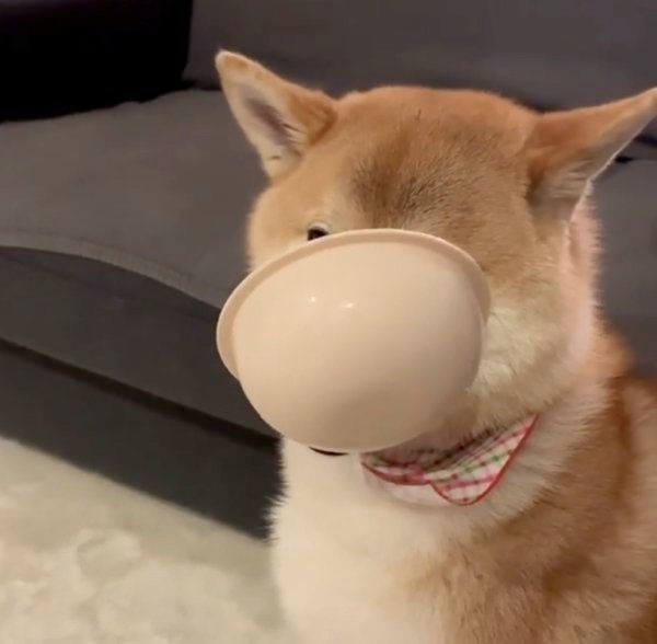 柴犬の味噌ちゃん