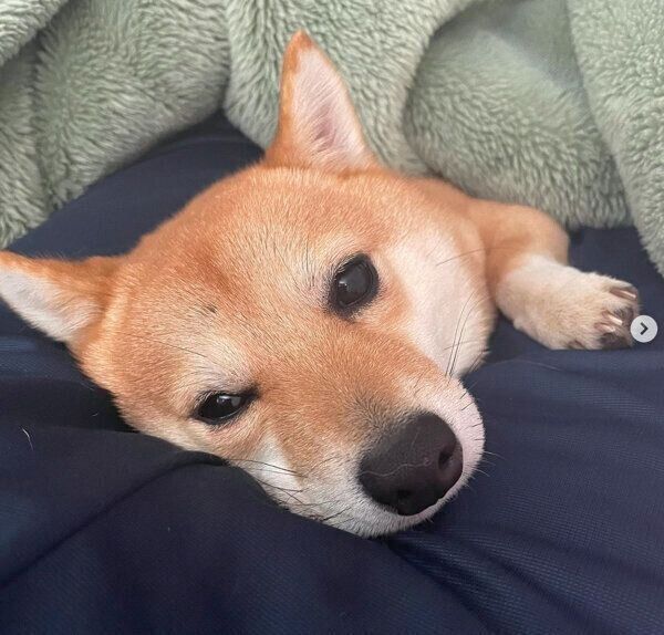 甘えるこむぎくん