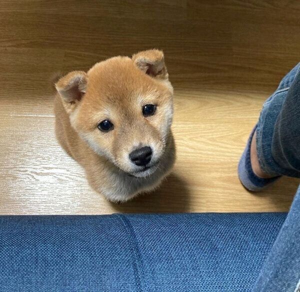 見つめるイチローくん