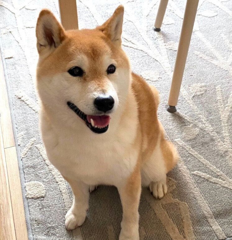 ReFa ファインバブルシリーズ　ReFa ファインバブル　柴犬　水嫌い　シャワーヘッド