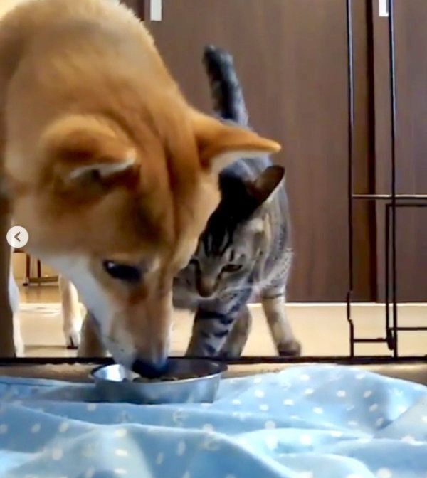 猫にごはんを狙われる柴犬