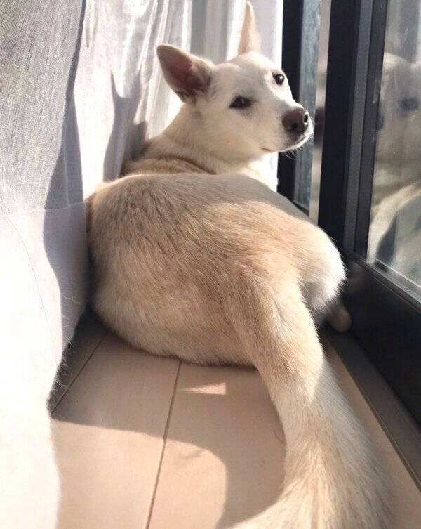 日向ぼっこするハクちゃん